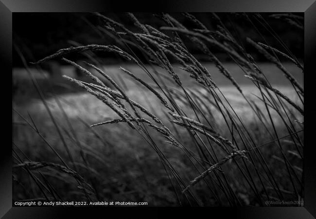 Whispering Grass Framed Print by Andy Shackell