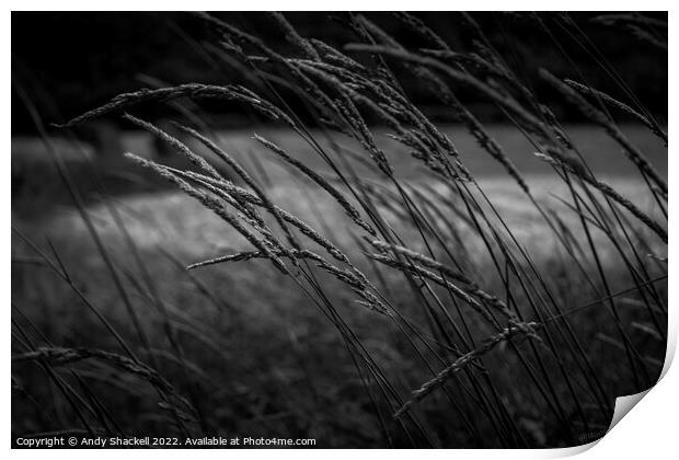 Whispering Grass Print by Andy Shackell