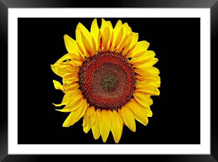 Plant flower Framed Mounted Print by Martin Smith