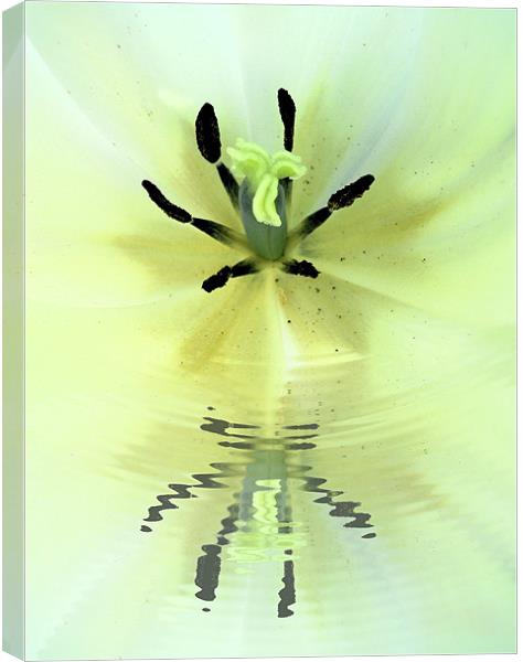 lily reflected Canvas Print by Heather Newton