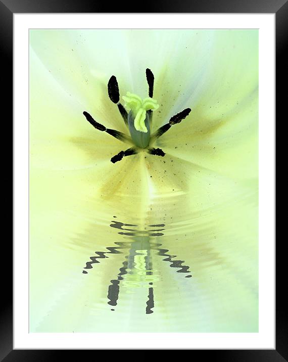 lily reflected Framed Mounted Print by Heather Newton