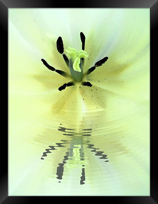 lily reflected Framed Print by Heather Newton