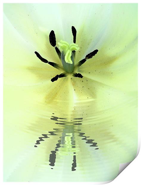 lily reflected Print by Heather Newton