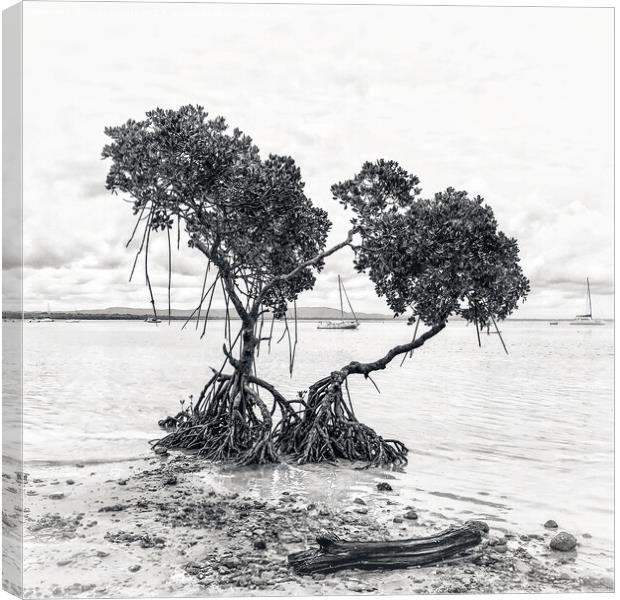 Mangrove Trees at Low Tide in Black & White Canvas Print by Julie Gresty