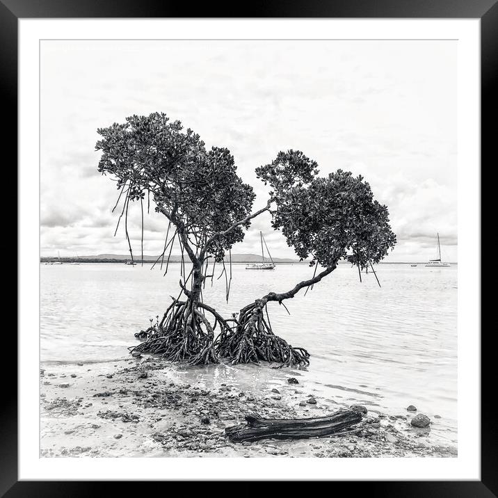 Mangrove Trees at Low Tide in Black & White Framed Mounted Print by Julie Gresty