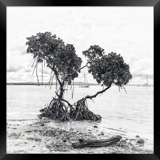 Mangrove Trees at Low Tide in Black & White Framed Print by Julie Gresty