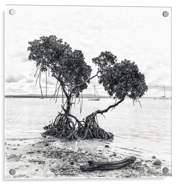 Mangrove Trees at Low Tide in Black & White Acrylic by Julie Gresty