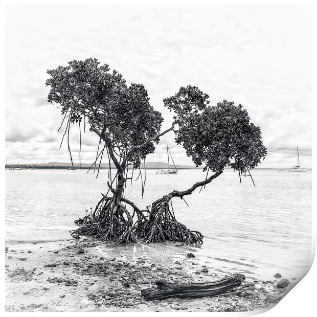 Mangrove Trees at Low Tide in Black & White Print by Julie Gresty