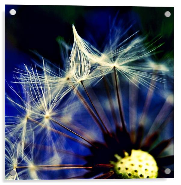 Dandelion Clock Among Bluebells Acrylic by Anne Macdonald