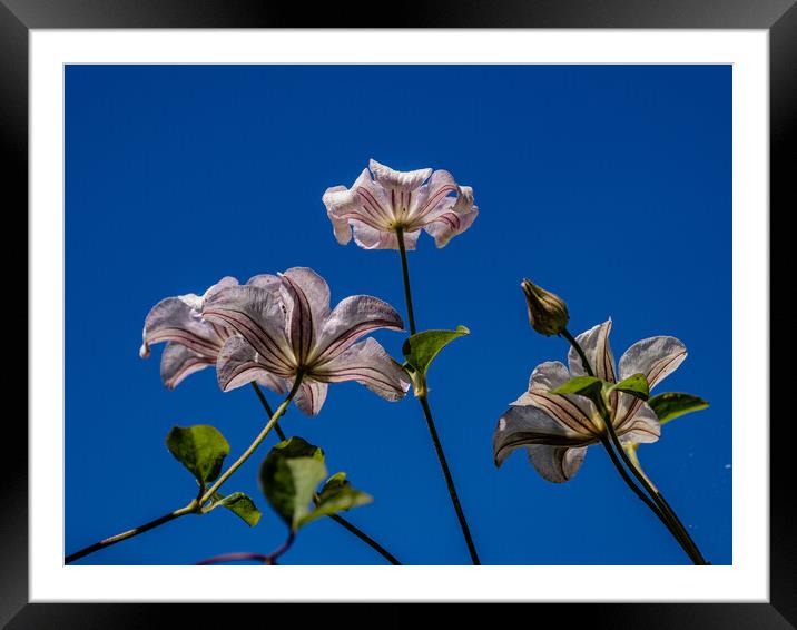 Heading Skyward Framed Mounted Print by Gerry Walden LRPS