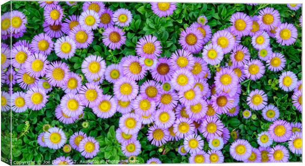 A top down view of flowers in bloom Canvas Print by Joe Dailly