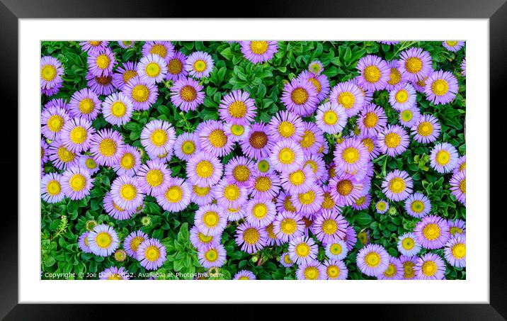 A top down view of flowers in bloom Framed Mounted Print by Joe Dailly