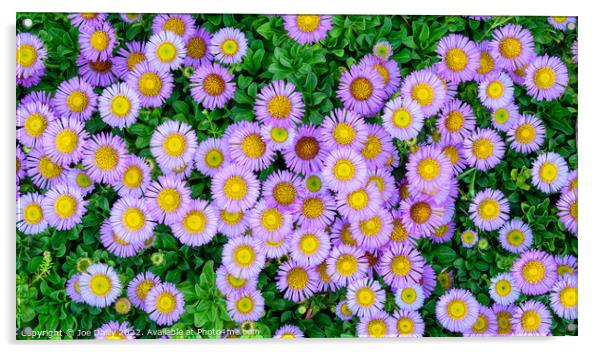A top down view of flowers in bloom Acrylic by Joe Dailly
