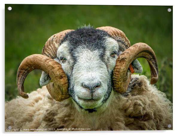 Herdwick Portrait Acrylic by Mark Hetherington