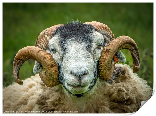 Herdwick Portrait Print by Mark Hetherington