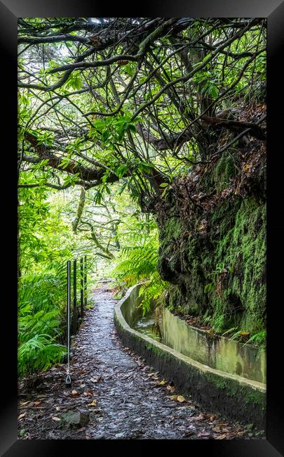 Ribeiro Frio Levada Walk, Madeira ( PR10) Framed Print by Jo Sowden