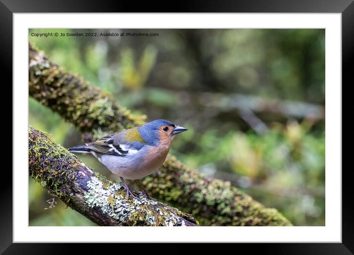 Madeiran Chaffinch Framed Mounted Print by Jo Sowden