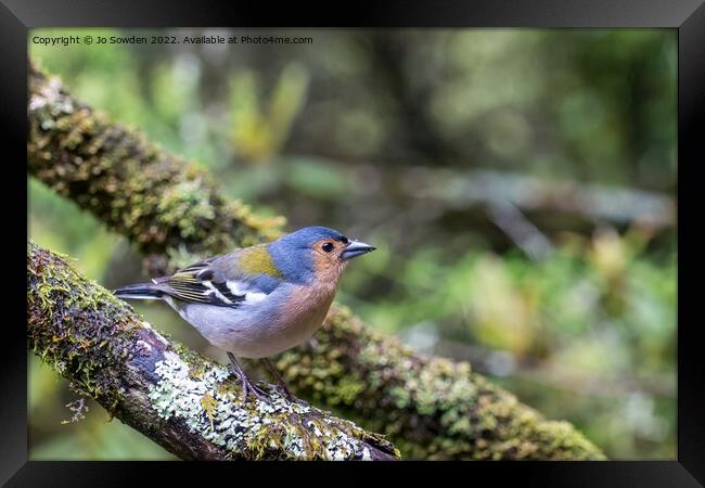 Madeiran Chaffinch Framed Print by Jo Sowden