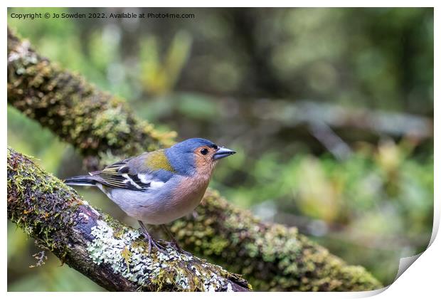 Madeiran Chaffinch Print by Jo Sowden