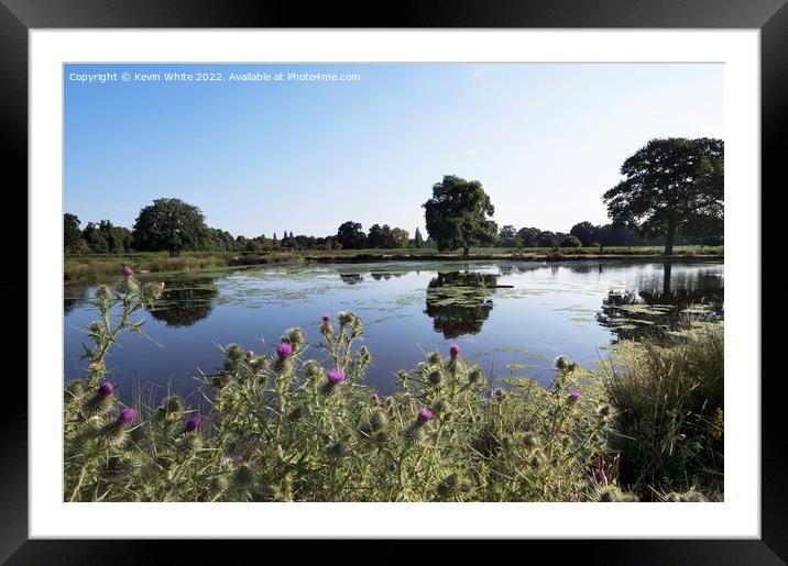 Thistles by the water Framed Mounted Print by Kevin White