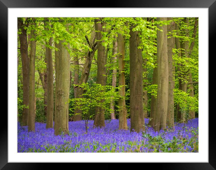 Bluebells Woodland in April Framed Mounted Print by Elizabeth Debenham