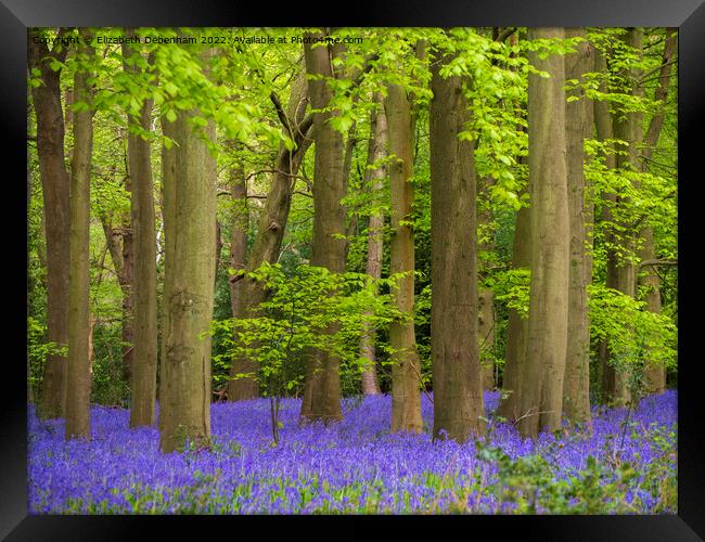 Bluebells Woodland in April Framed Print by Elizabeth Debenham