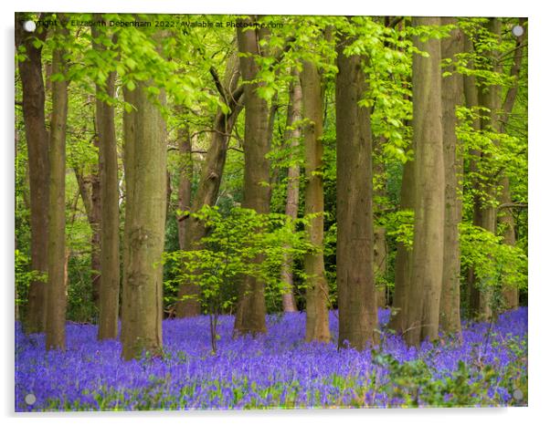 Bluebells Woodland in April Acrylic by Elizabeth Debenham