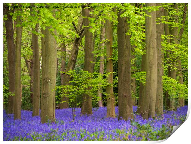 Bluebells Woodland in April Print by Elizabeth Debenham