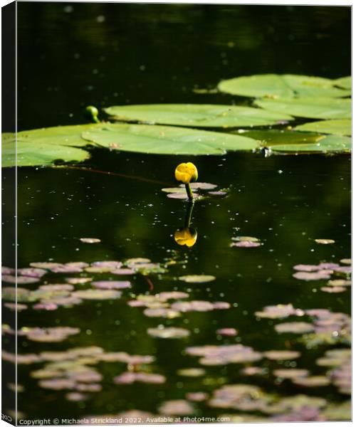 Waterlily Canvas Print by Michaela Strickland
