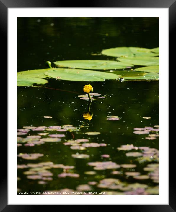 Waterlily Framed Mounted Print by Michaela Strickland