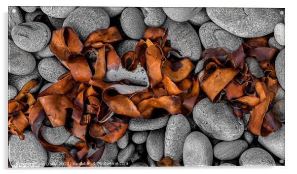 Abstract Sea Weed drying on a rocky Beach Acrylic by Joe Dailly