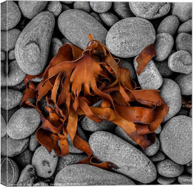Abstract Sea Weed drying on a rocky Beach Canvas Print by Joe Dailly