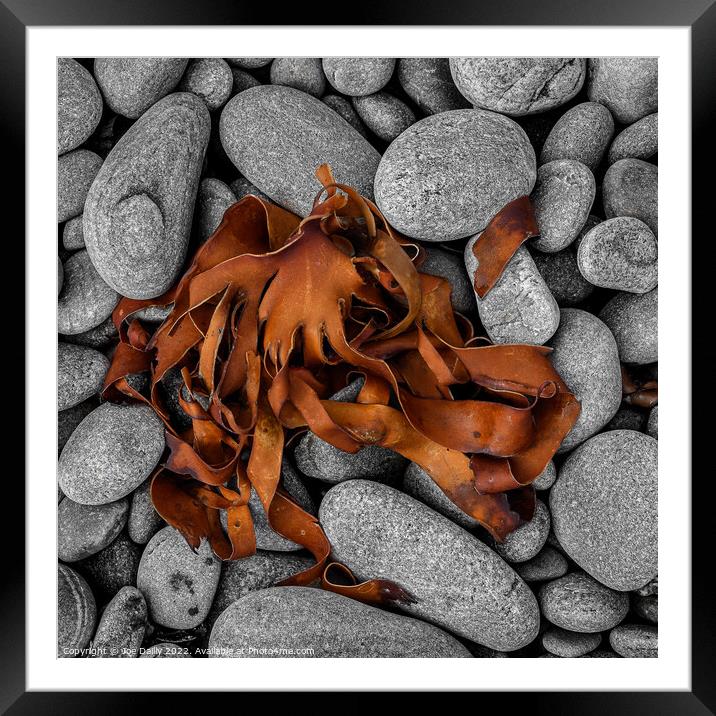 Abstract Sea Weed drying on a rocky Beach Framed Mounted Print by Joe Dailly