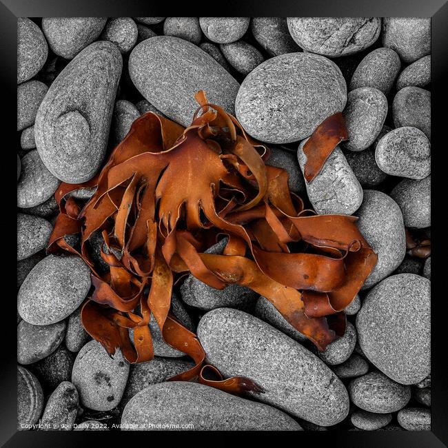 Abstract Sea Weed drying on a rocky Beach Framed Print by Joe Dailly
