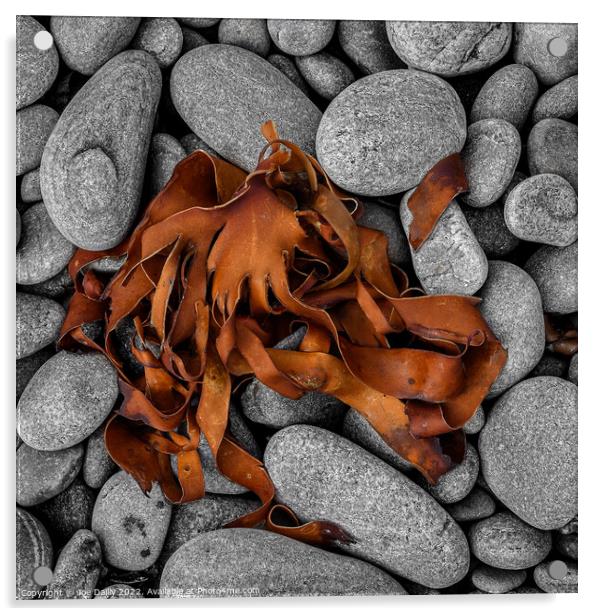 Abstract Sea Weed drying on a rocky Beach Acrylic by Joe Dailly