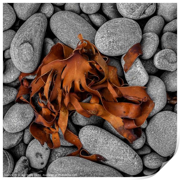 Abstract Sea Weed drying on a rocky Beach Print by Joe Dailly
