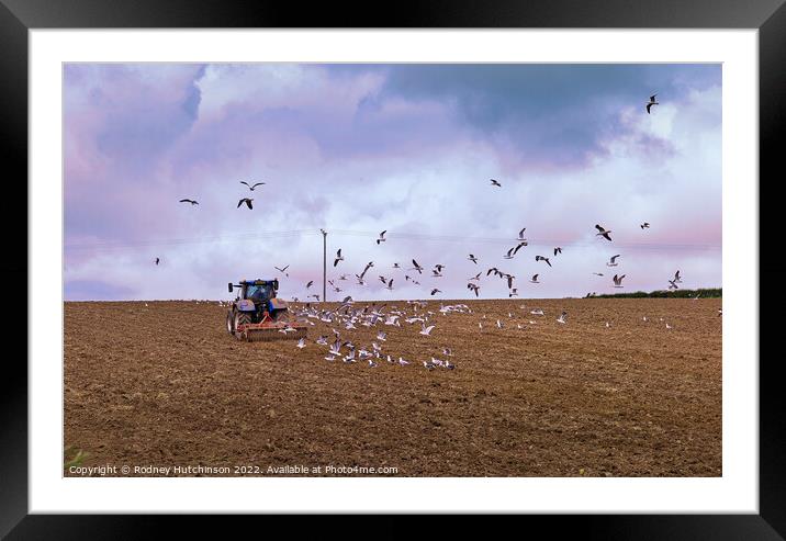 Ploughing Framed Mounted Print by Rodney Hutchinson