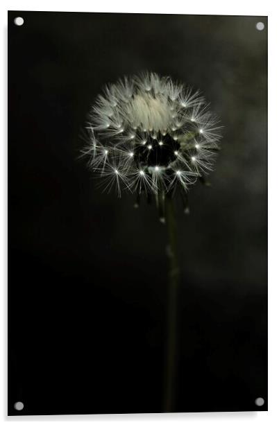 Dandelion Clock Portrait Acrylic by Anne Macdonald