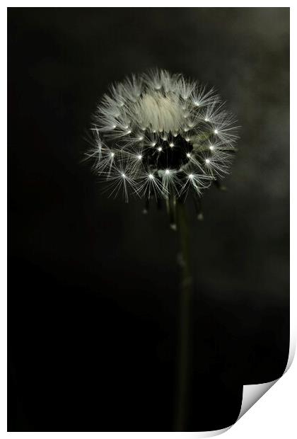 Dandelion Clock Portrait Print by Anne Macdonald