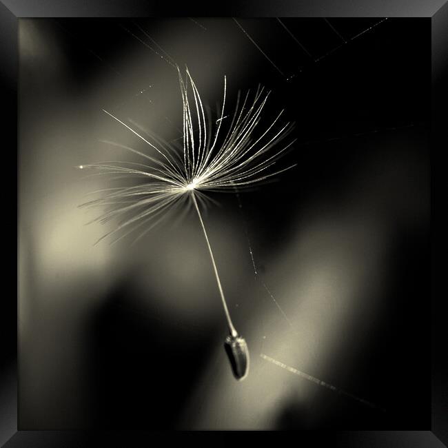 Dandelion Seed In Web Framed Print by Anne Macdonald