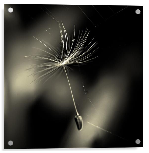 Dandelion Seed In Web Acrylic by Anne Macdonald