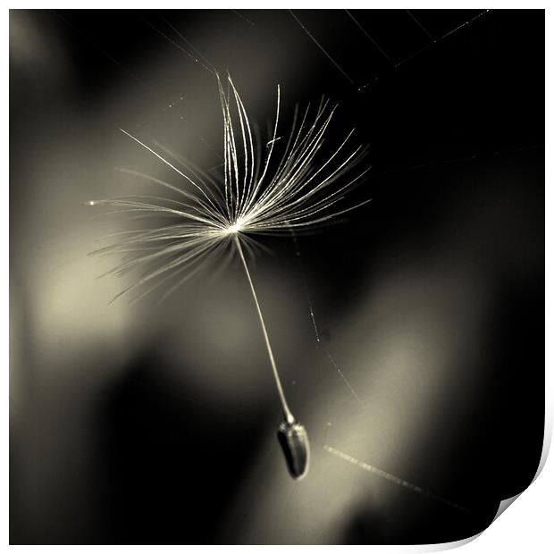 Dandelion Seed In Web Print by Anne Macdonald