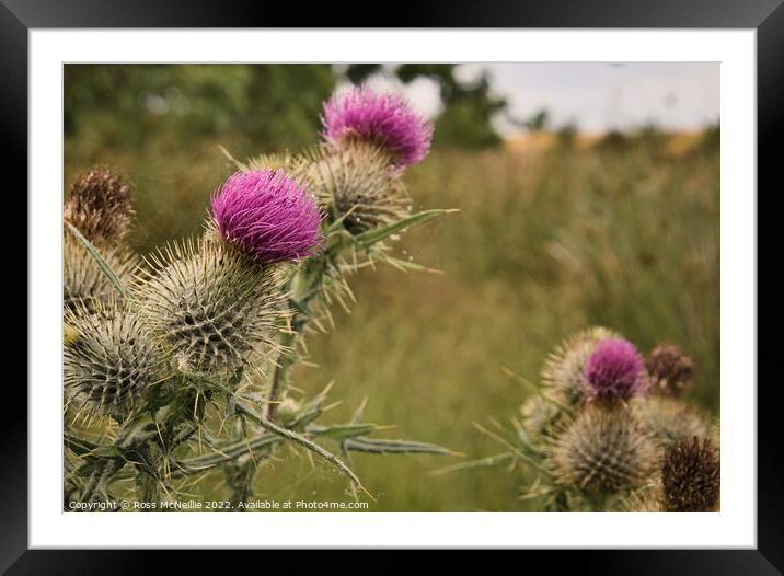 Scottish Thistle Framed Mounted Print by Ross McNeillie