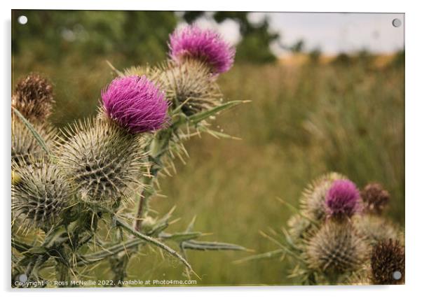 Scottish Thistle Acrylic by Ross McNeillie