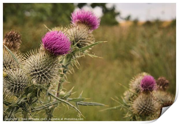 Scottish Thistle Print by Ross McNeillie
