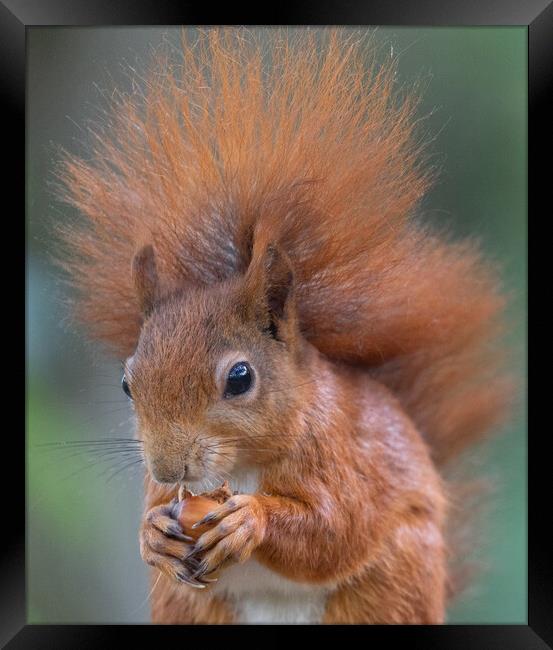 Red Squirrel Framed Print by Rory Trappe