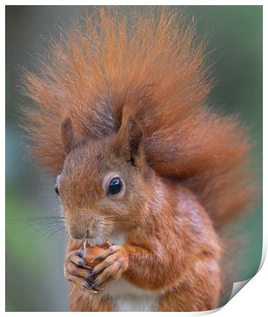 Red Squirrel Print by Rory Trappe