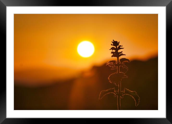 Nettle In The Sunset Framed Mounted Print by Anne Macdonald