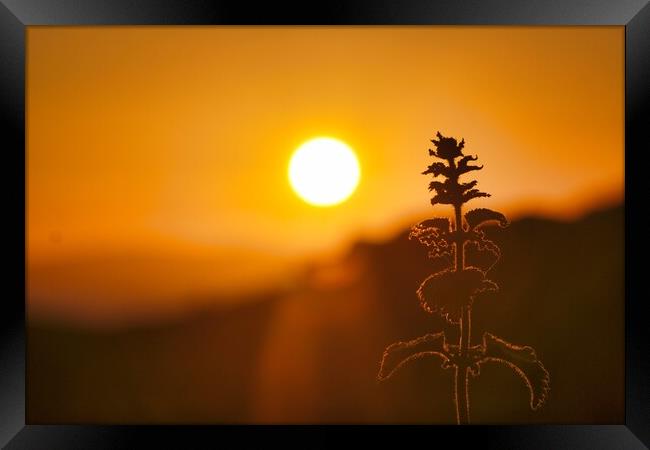 Nettle In The Sunset Framed Print by Anne Macdonald