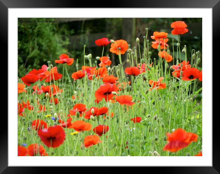Red poppy flowers Remembrance of War Framed Mounted Print by Andrew Heaps